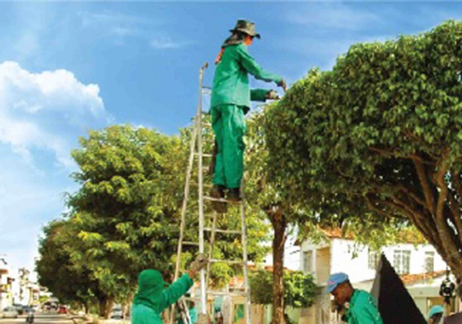 Lula sanciona lei que libera poda de árvore quando órgão público se omitir