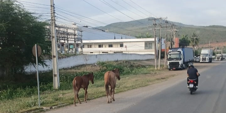 Perigo nas pistas: animais soltos são flagrados em Jequié e em uma das rodovias mais movimentadas do Brasil