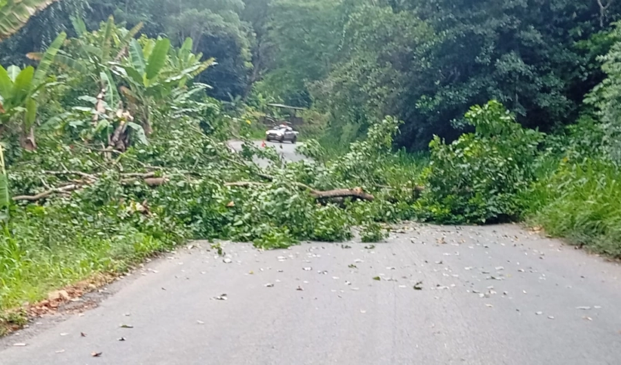 Árvore com risco de queda é retirada na BA-547 entre Jequié e Apuarema