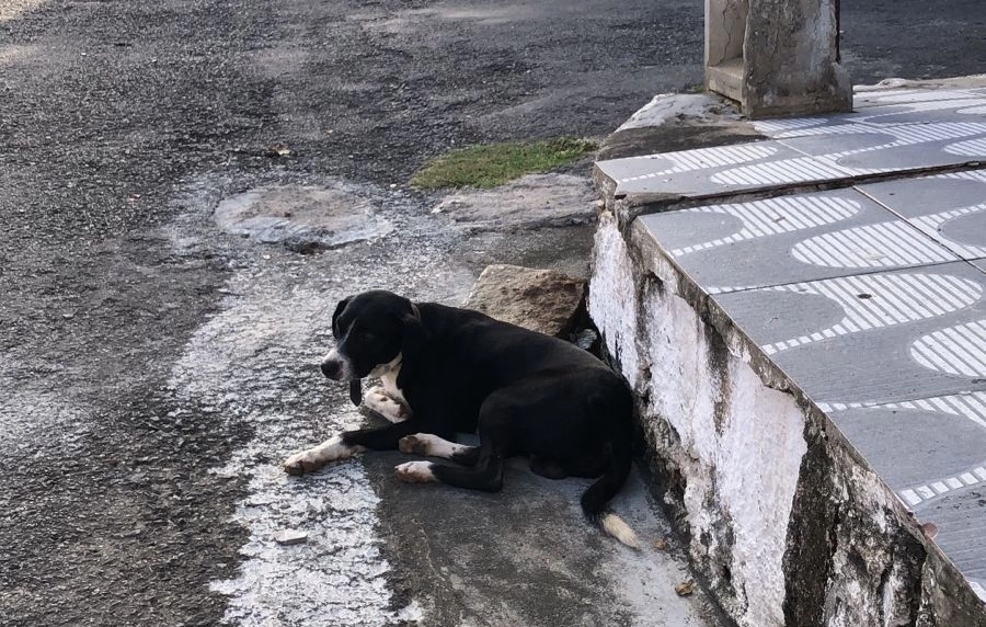 Cachorro é atropelado e agoniza à espera de socorro em Jequié