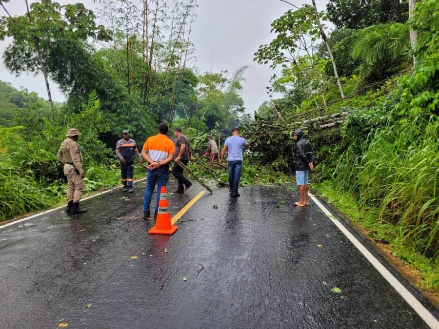 Jaqueira é retirada da BA-130 e PRE alerta para riscos nas rodovias