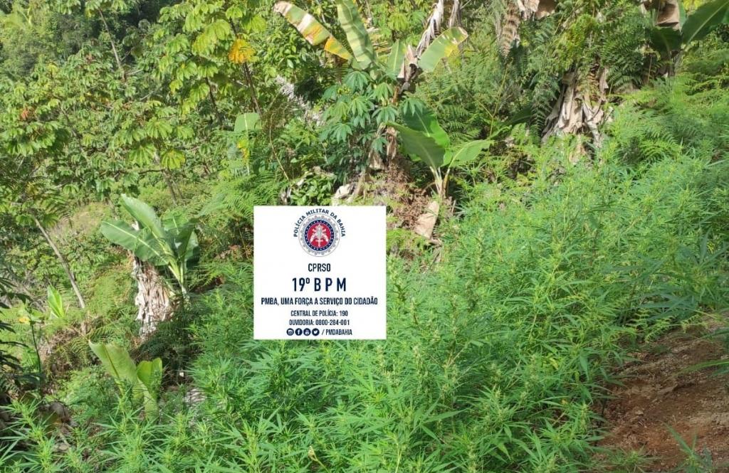 Polícia descobre plantação e destrói cerca de 1500 pés de maconha em Cravolândia