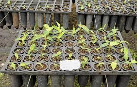 Jequié: Mais de 6 mil mudas de plantas serão destinadas ao Deus Dará