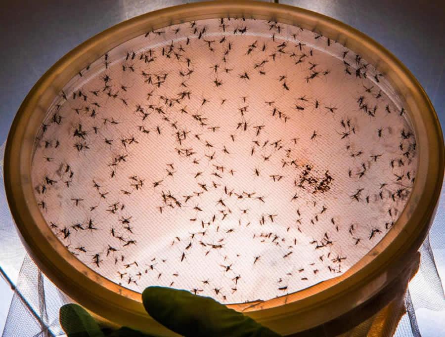 Índice elevado de infestação de dengue no Amaralina pode provocar epidemia em Jequié