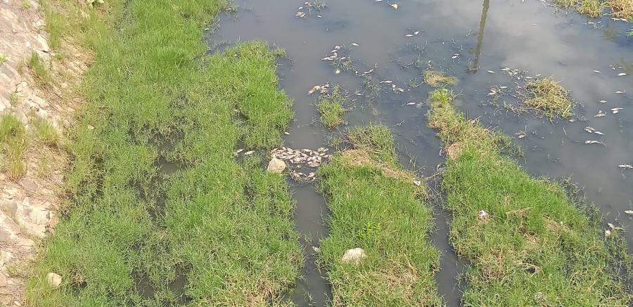 Crime ambiental: Peixes aparecem mortos boiando no Rio Jequiezinho