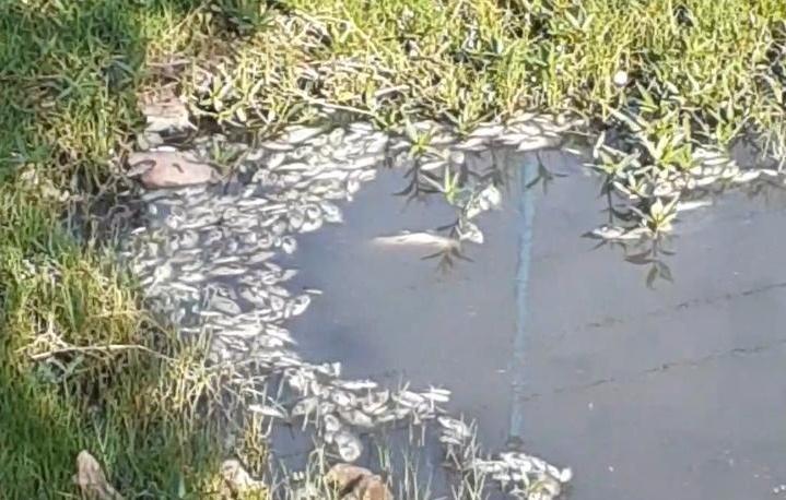 Esgoto doméstico a causa da morte de peixes no Rio Jequiezinho aponta inspeção da Diretoria de Meio Ambiente