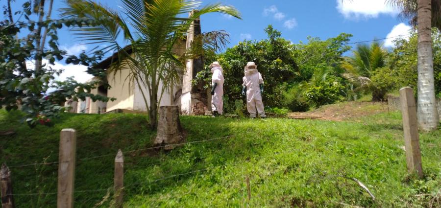Um adulto e duas crianças sofrem ataque de abelhas em povoado de Jequié