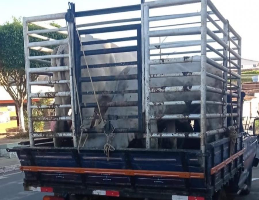 Polícia recupera gado furtado na zona rural de Irajuba; autores são presos