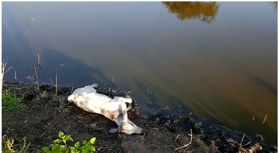 Homem morre afogado após entrar com cavalo em represa na zona rural de Jequié