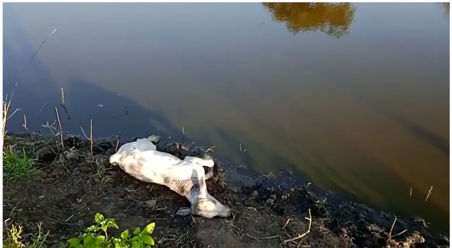 Homem Morre Afogado Após Entrar Com Cavalo Em Represa Na Zona Rural De Jequié Marcos Cangussu 