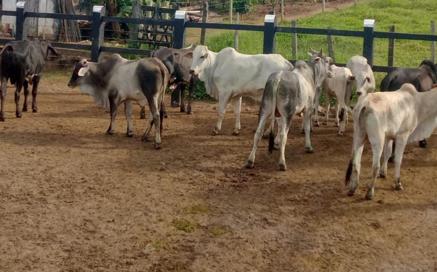 Polícia recupera 10 cabeças de gado roubadas em fazendas de Dário Meira