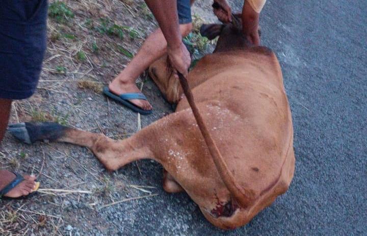 Animal é sacrificado por populares após ser atingido por carro na BA-650