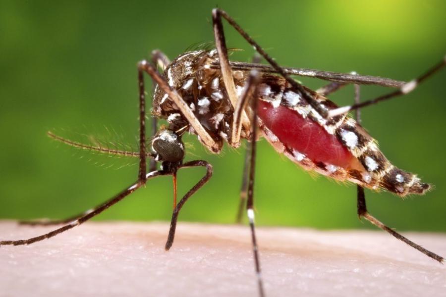 Sesab confirma duas mortes por dengue em cidades da Bahia; criança de 5 anos é uma das vítimas