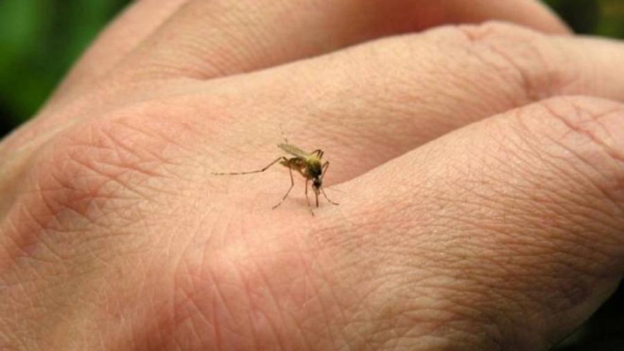 Mosquito da dengue pode picar por cima da roupa, revela estudo