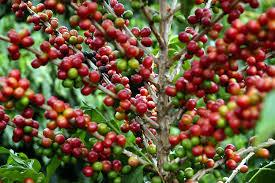 Produção de café avança na Bahia com variedade de espécies