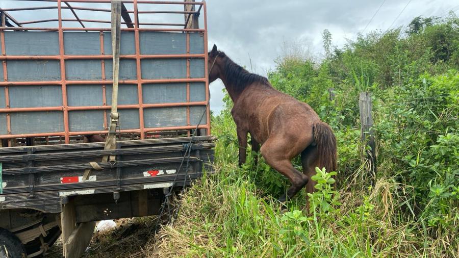 Região: PRE intensifica operação para retirada de animais das estradas no período junino