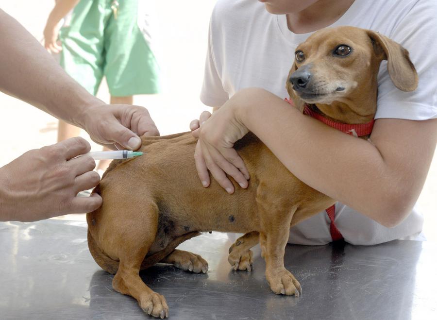 Jequié tem vacinação contra raiva animal neste sábado