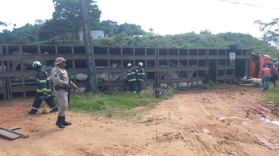 Caminhão que transportava bois tomba na BA-130 entre Ibirataia e Ipiaú