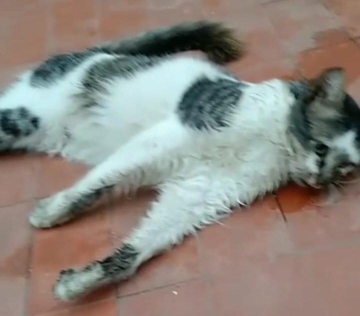 Gato é envenenado com 
