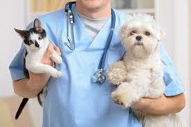 Sábado, 30 de agosto, é dia D de vacinação contra raiva para cães e gatos