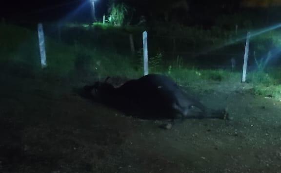 Motociclista é socorrido para o HGPV após se envolver em acidente com animal na BA-130